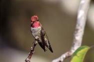 hummingbird